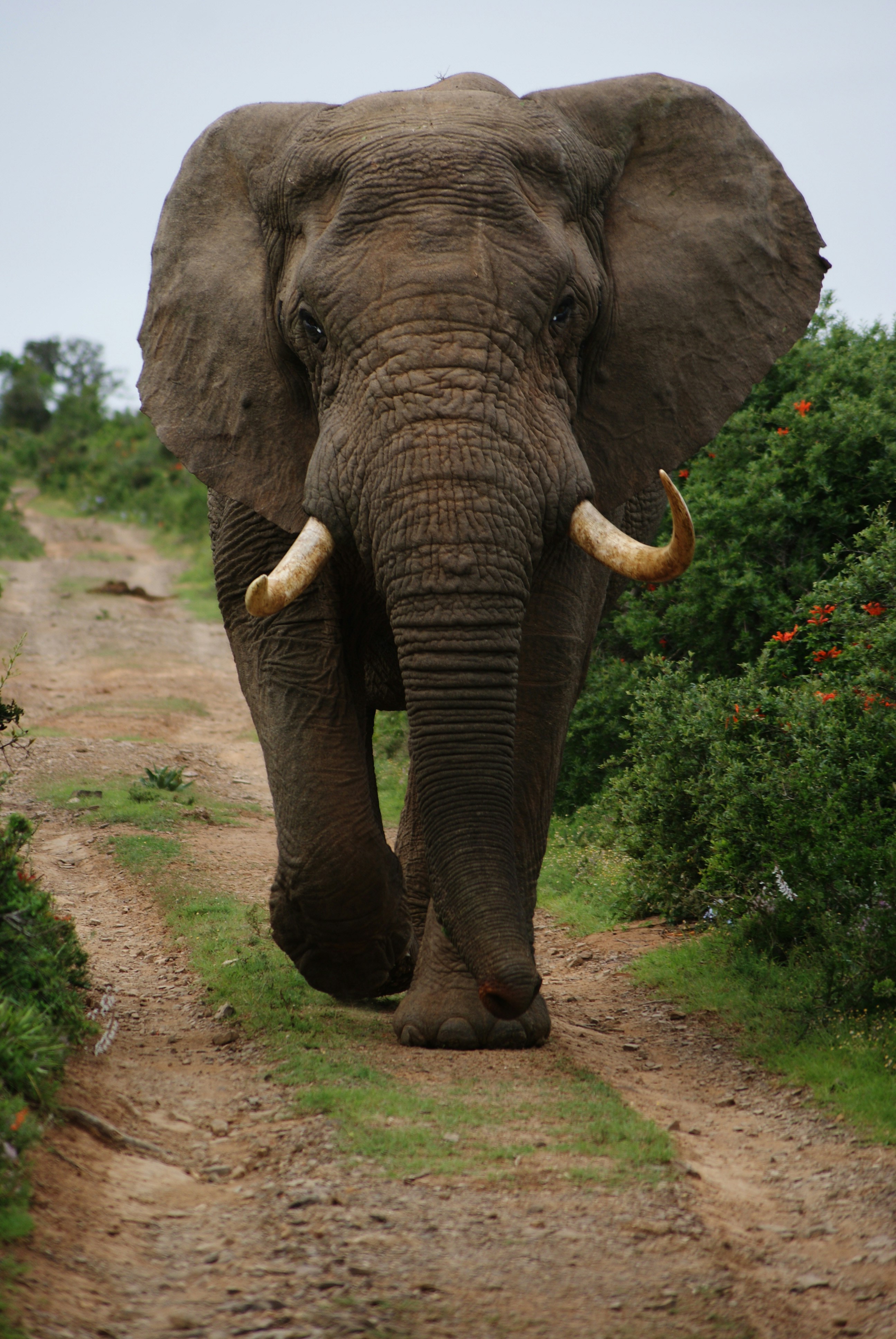 Walking safari
