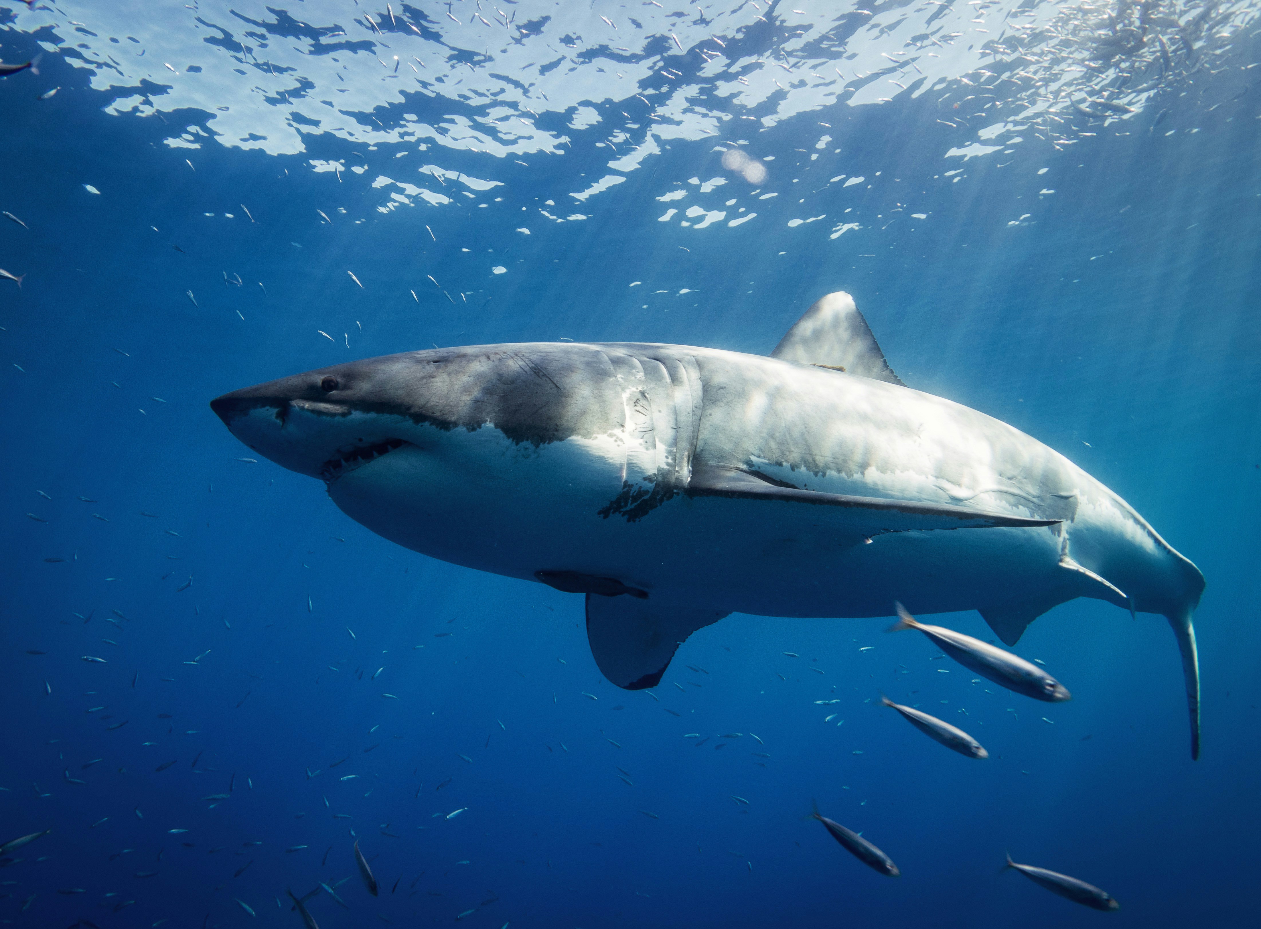 Shark cage diving