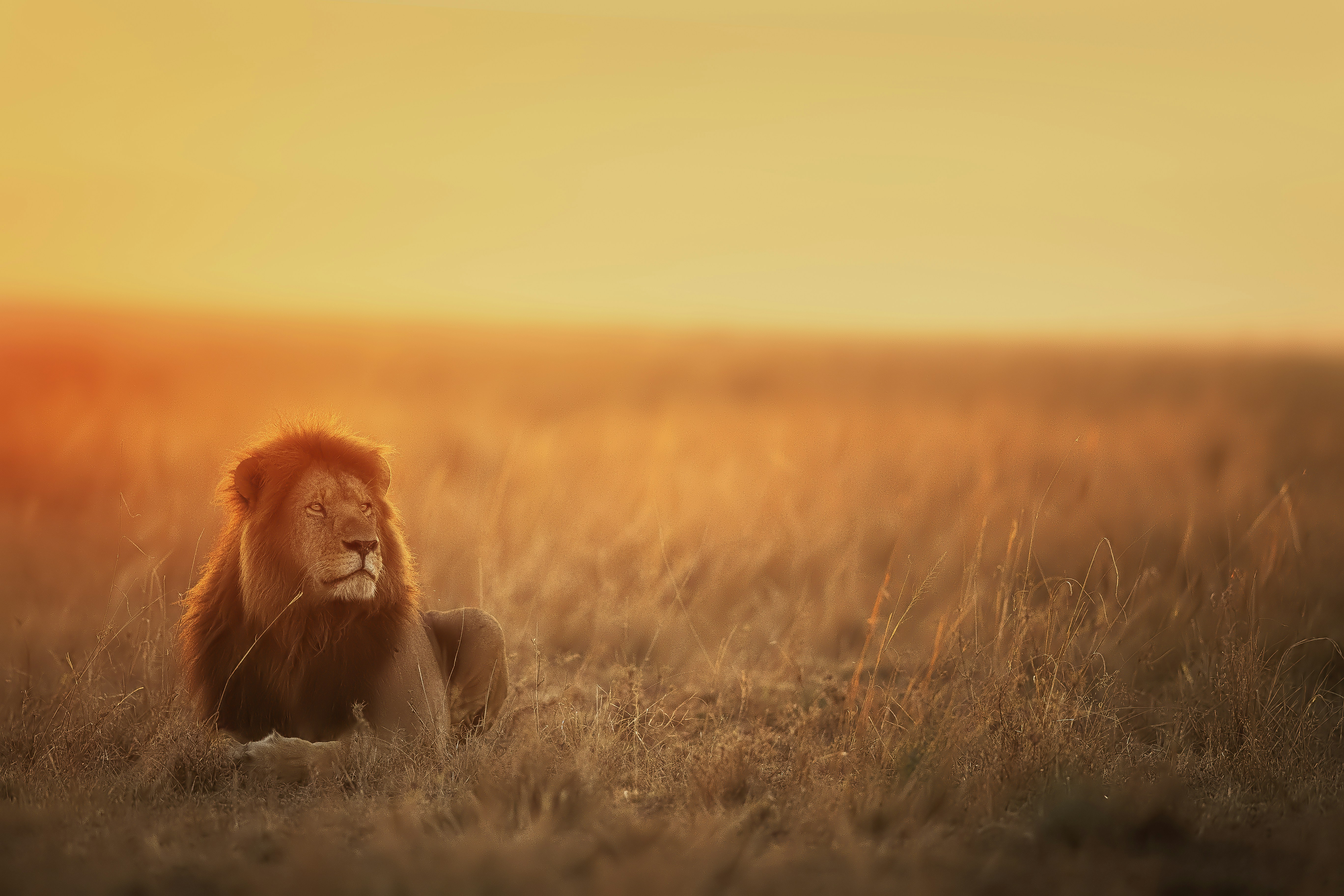 Jackalberry Plains Camp, Timbavati, Greater Kruger